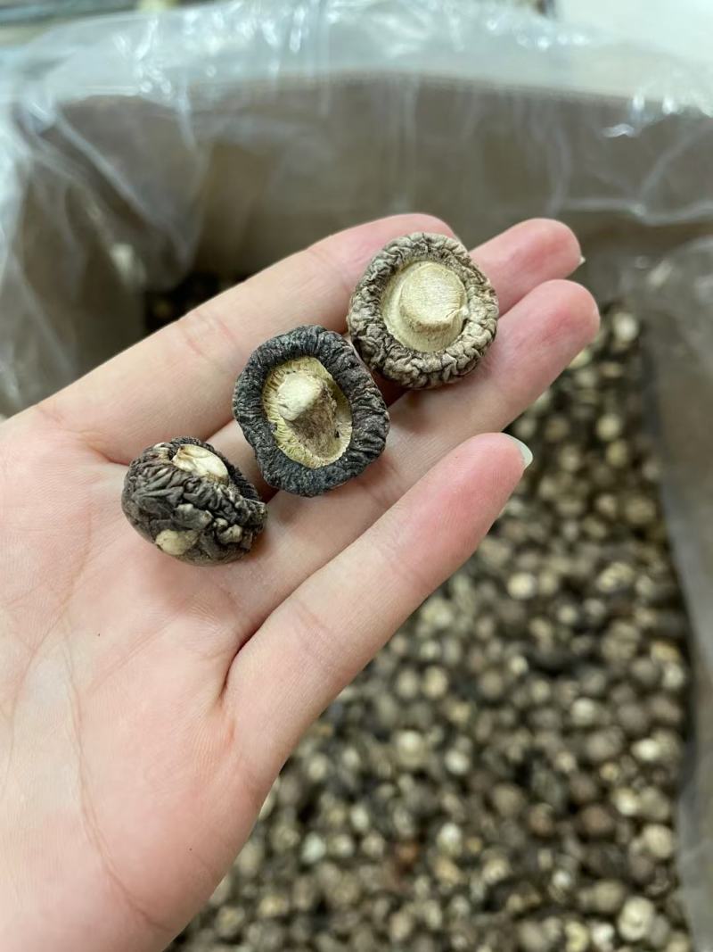 小号香菇，产地河南，形状饱满，厚肉，48斤一件起39元