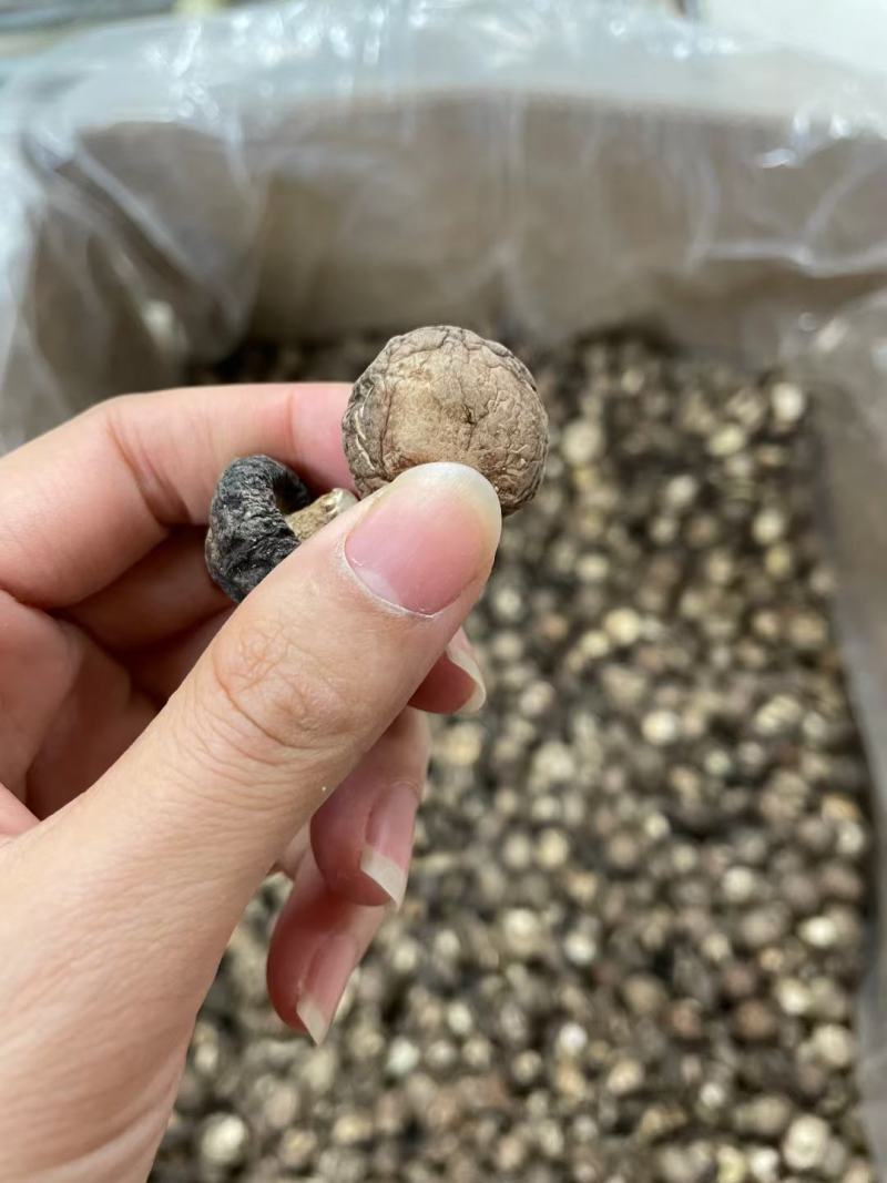 小号香菇，产地河南，形状饱满，厚肉，48斤一件起39元
