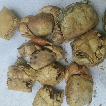 方海，螃蟹甲质量保证，经营千余种中药材欢迎咨询！