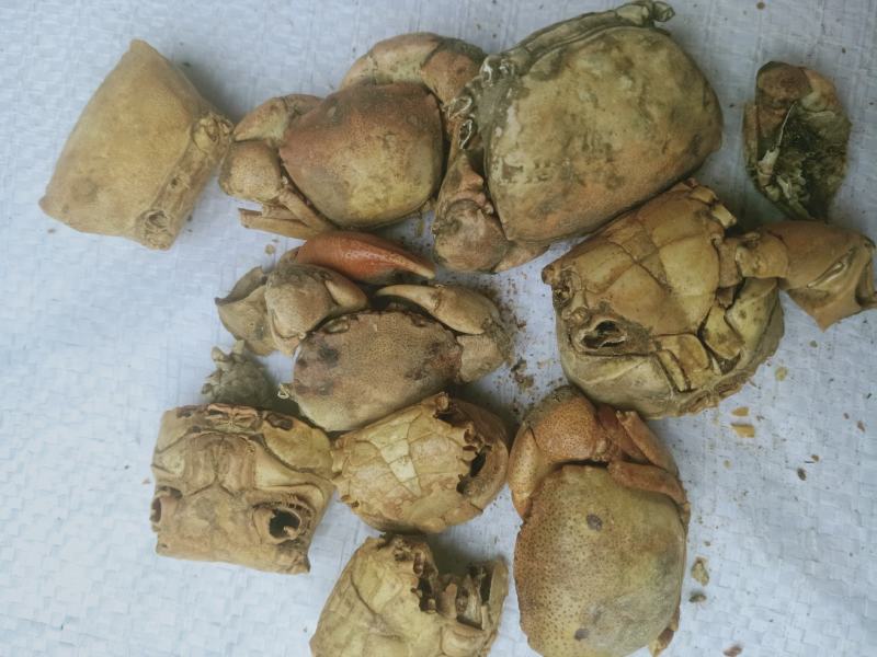 方海，螃蟹甲质量保证，经营千余种中药材欢迎咨询！