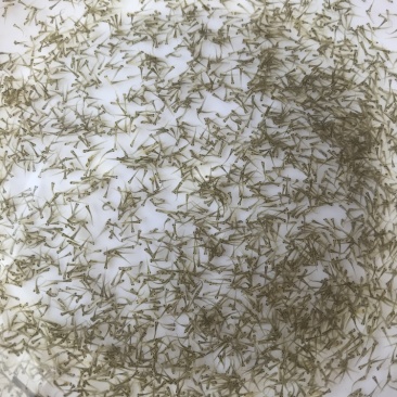 牛商推荐基地直发淡水鱼苗鲤鱼苗鲤鱼水花鲫鱼水花
