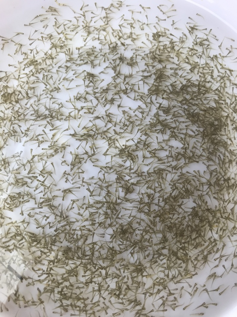 牛商推荐基地直发淡水鱼苗鲤鱼苗鲤鱼水花鲫鱼水花