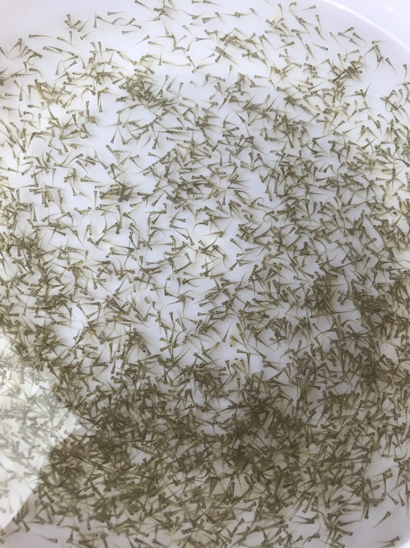 牛商推荐基地直发淡水鱼苗鲤鱼苗鲤鱼水花鲫鱼水花