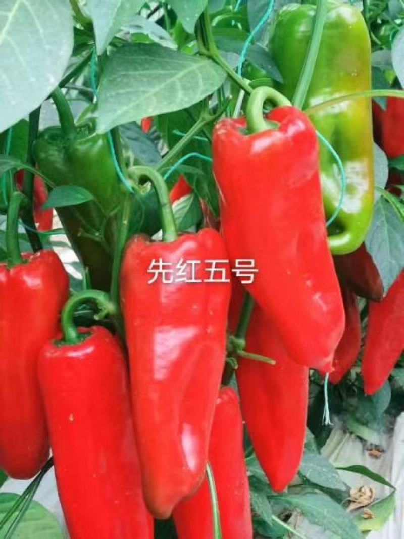 薄皮椒苗牛角椒苗甜椒苗方椒苗菜椒苗泡椒苗