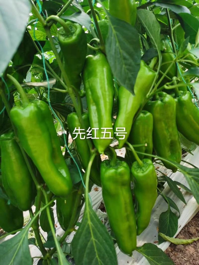 薄皮椒苗牛角椒苗甜椒苗方椒苗菜椒苗泡椒苗