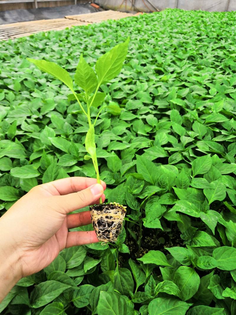 薄皮椒苗牛角椒苗甜椒苗方椒苗菜椒苗泡椒苗