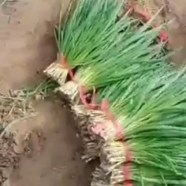 小葱一手货源，产地直销，一起发大财欢迎大家来到这里