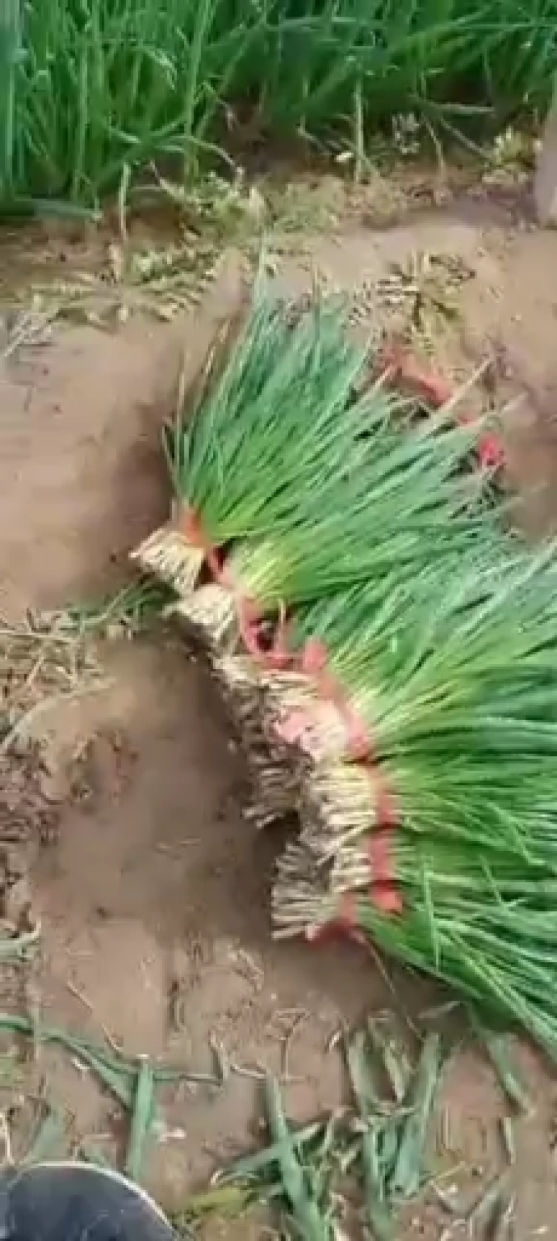 小葱一手货源，产地直销，一起发大财欢迎大家来到这里