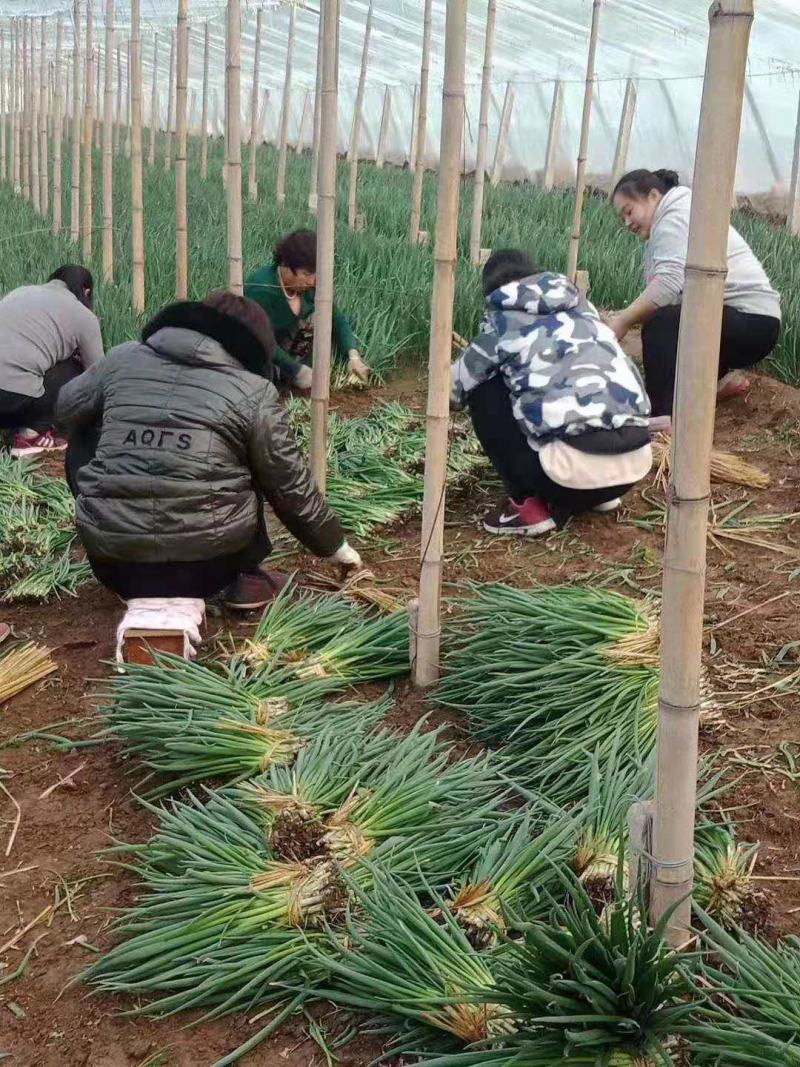 小葱一手货源，产地直销，一起发大财欢迎大家来到这里