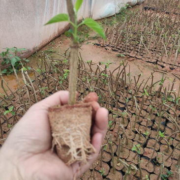 大棚培育高质量夜香花苗，年后可发货，夜香花4月份可出货