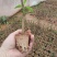 大棚培育高质量夜香花苗，年后可发货，夜香花4月份可出货