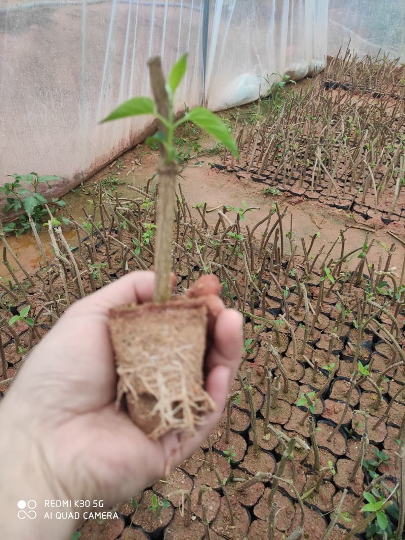 大棚培育高质量夜香花苗，年后可发货，夜香花4月份可出货
