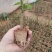 大棚培育高质量夜香花苗，年后可发货，夜香花4月份可出货