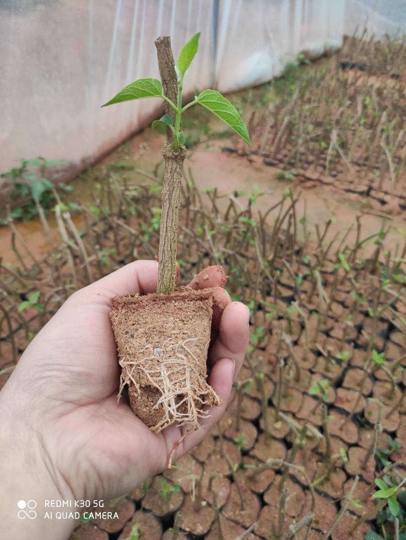 大棚培育高质量夜香花苗，年后可发货，夜香花4月份可出货