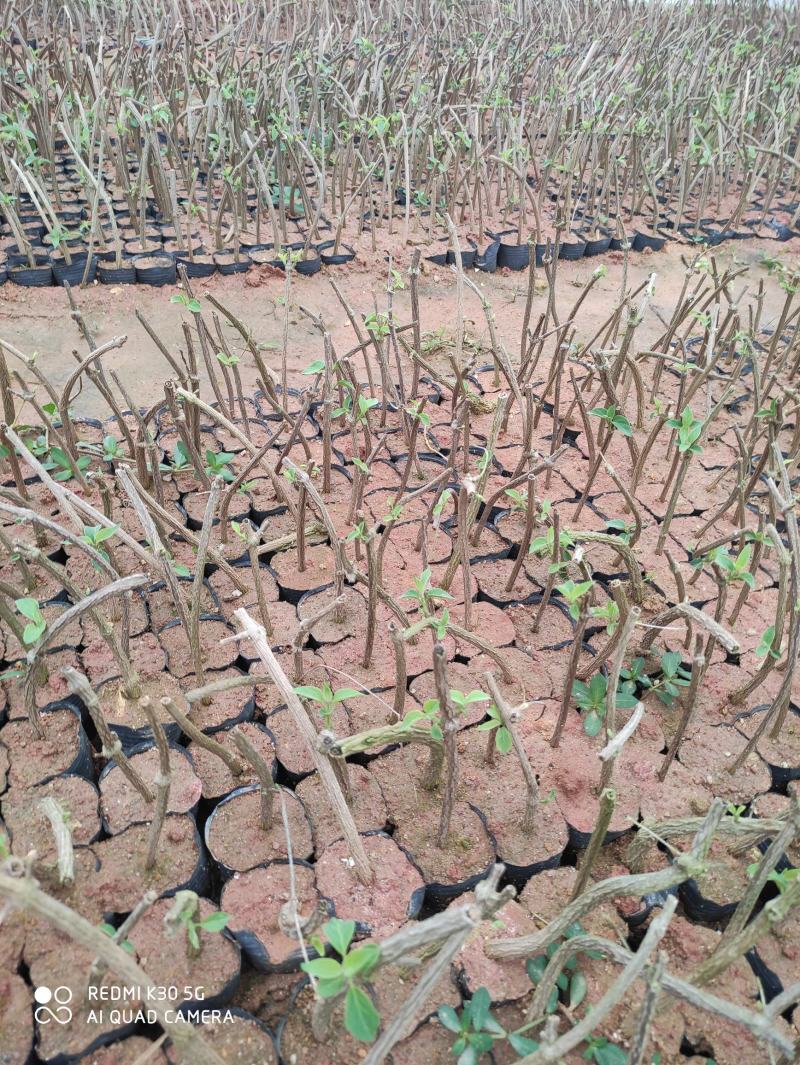 大棚培育高质量夜香花苗，年后可发货，夜香花4月份可出货