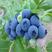 蓝莓树苗盆栽地栽带土阳台南方北方种植当年结果耐寒