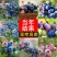 蓝莓树苗盆栽地栽带土阳台南方北方种植当年结果耐寒