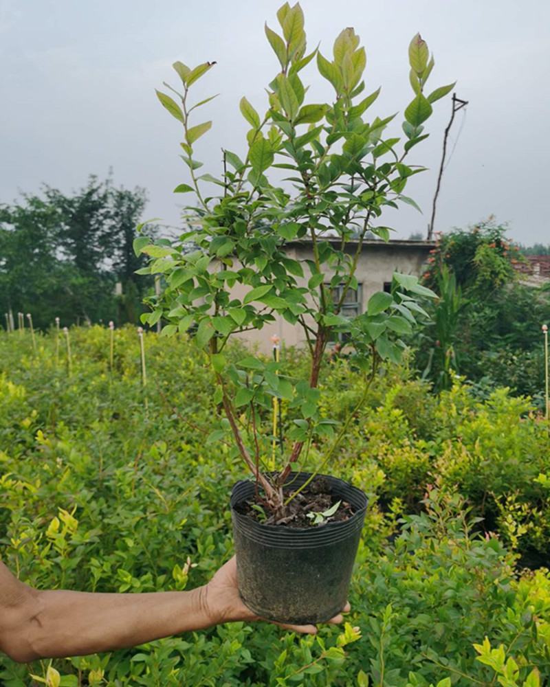 蓝莓树苗盆栽地栽带土阳台南方北方种植当年结果耐寒