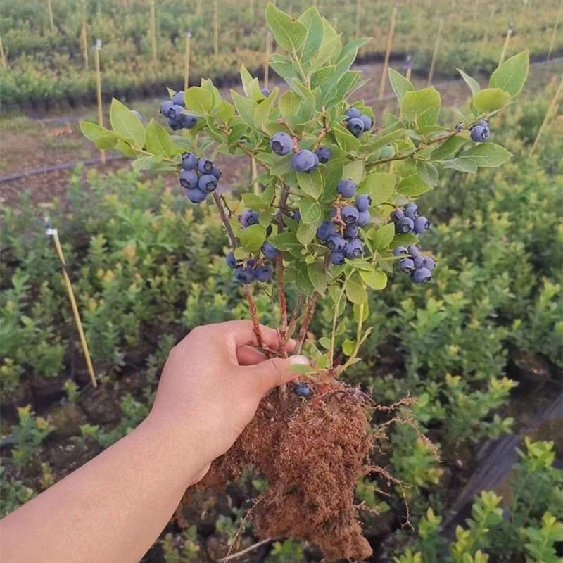 蓝莓树苗盆栽地栽带土阳台南方北方种植当年结果耐寒