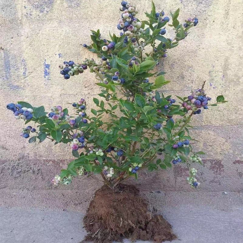 蓝莓树苗盆栽地栽带土阳台南方北方种植当年结果耐寒