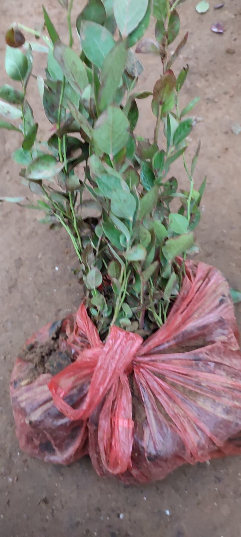 蓝莓树苗盆栽地栽带土阳台南方北方种植当年结果耐寒
