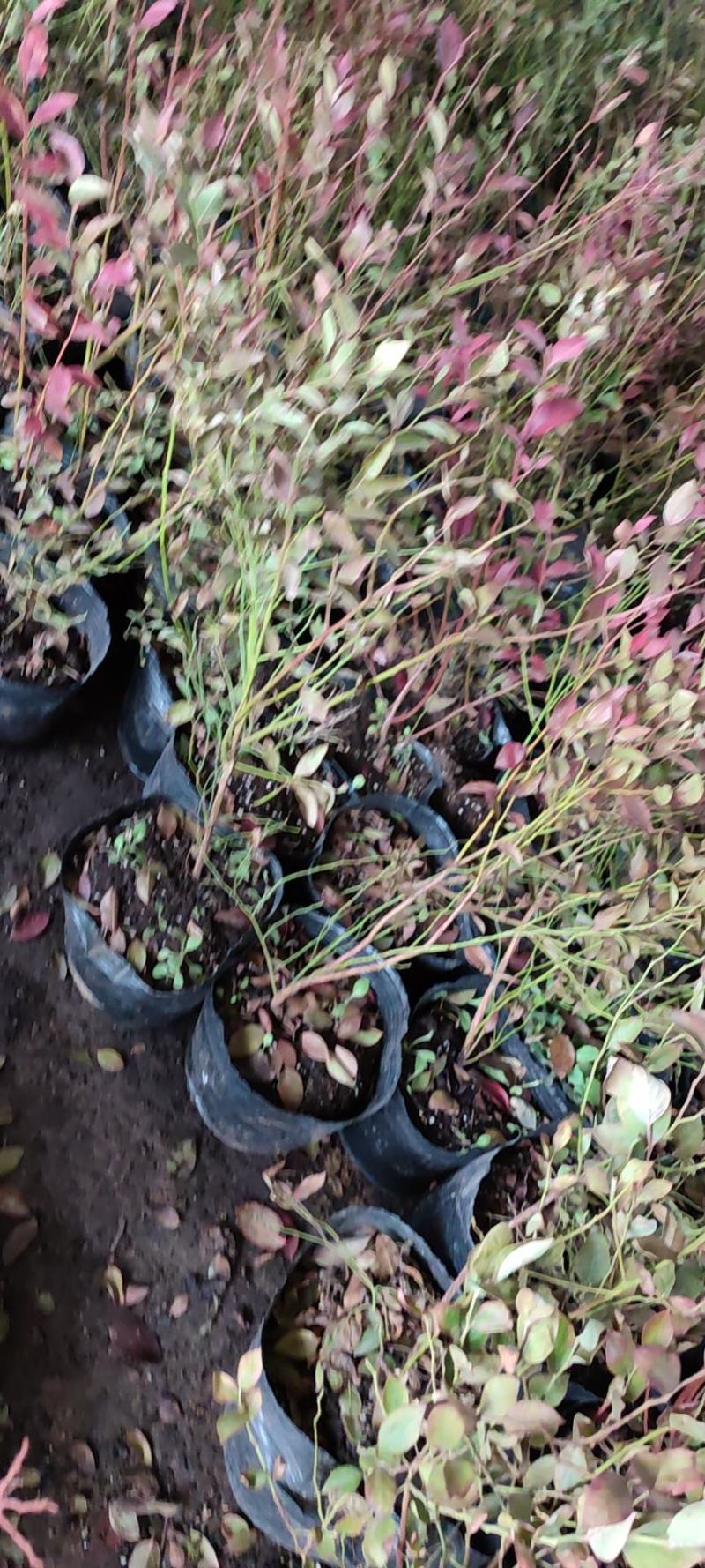 蓝莓树苗盆栽地栽带土阳台南方北方种植当年结果耐寒