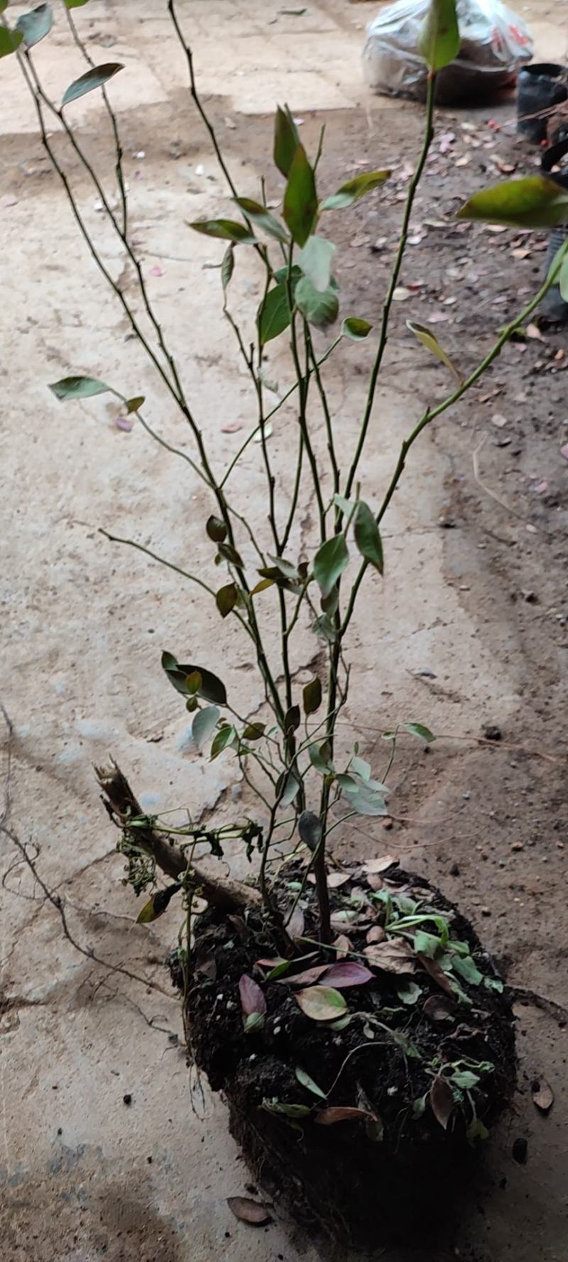 蓝莓树苗盆栽地栽带土阳台南方北方种植当年结果耐寒