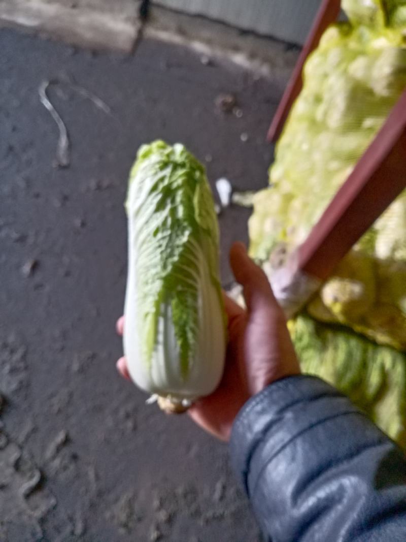 娃娃菜，大娃娃菜，小娃娃菜，叶菜，超市**
