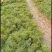 华山松苗，容器袋苗，裸根苗，大田苗量大，便宜处理