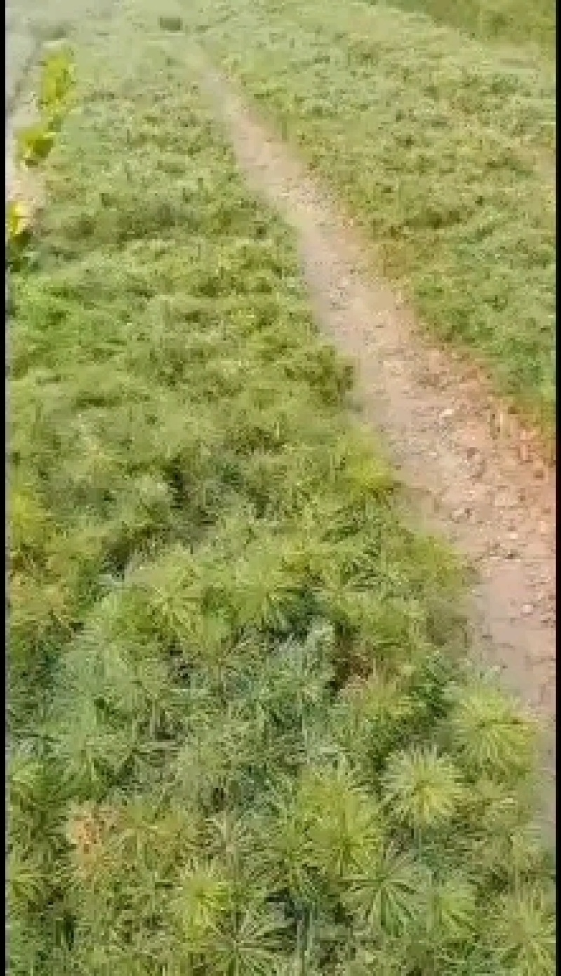 华山松苗，容器袋苗，裸根苗，大田苗量大，便宜处理
