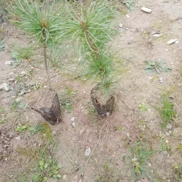 华山松苗，容器袋苗，裸根苗，大田苗量大，便宜处理