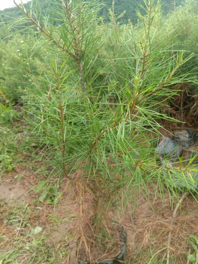 华山松苗，容器袋苗，裸根苗，大田苗量大，便宜处理