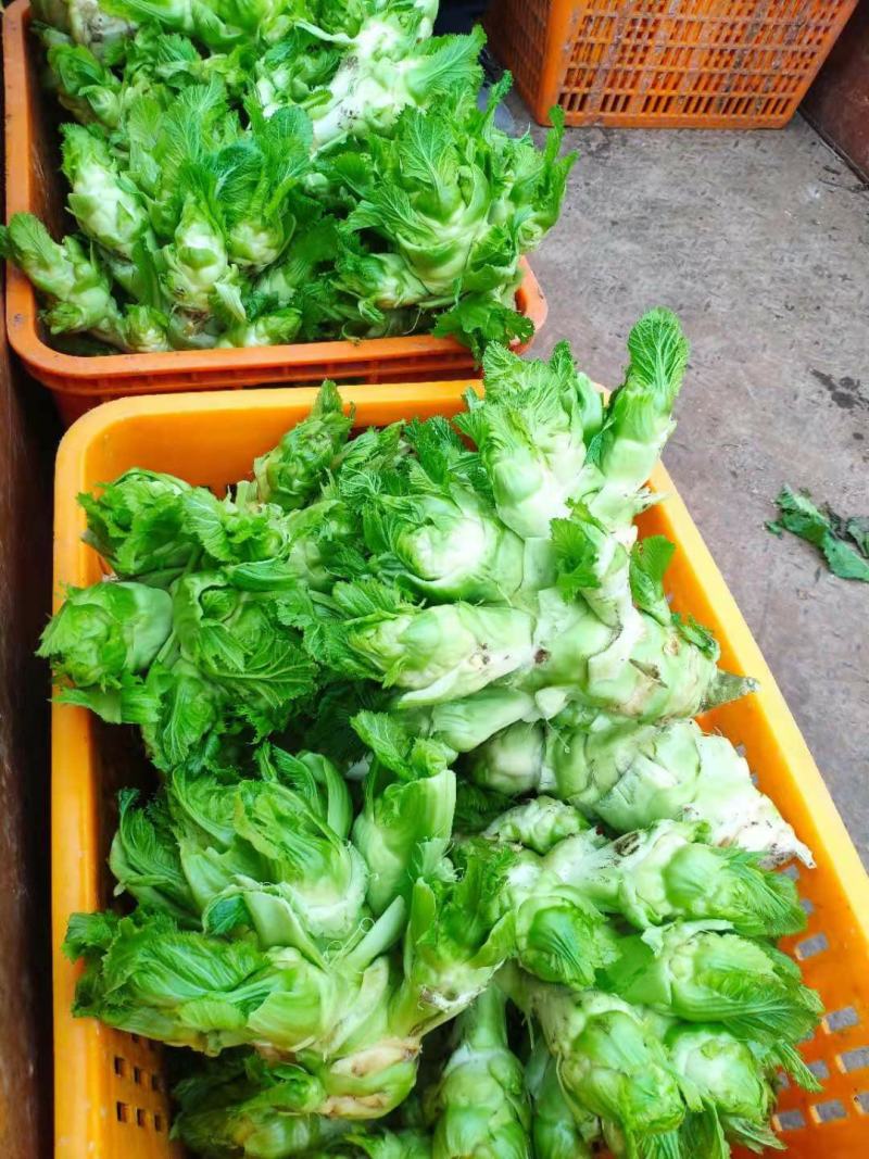 四川儿菜，青菜，年后初六开砍，需要的联系