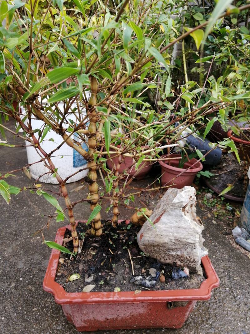 黄金佛肚竹买竹送兰花可选配石头可做精致盆景