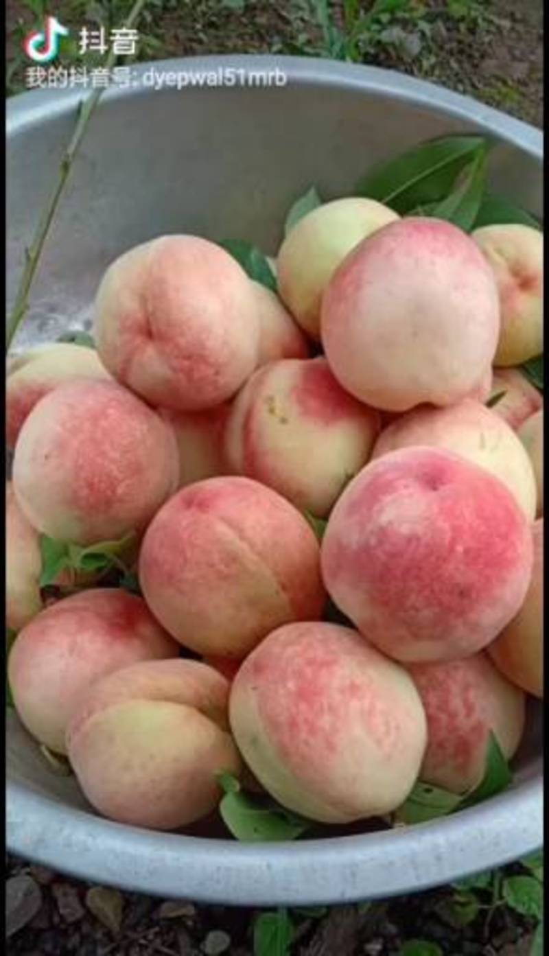 桃树苗，太白脆甜桃，(红不软)美观大方，含糖量高，纯甜。