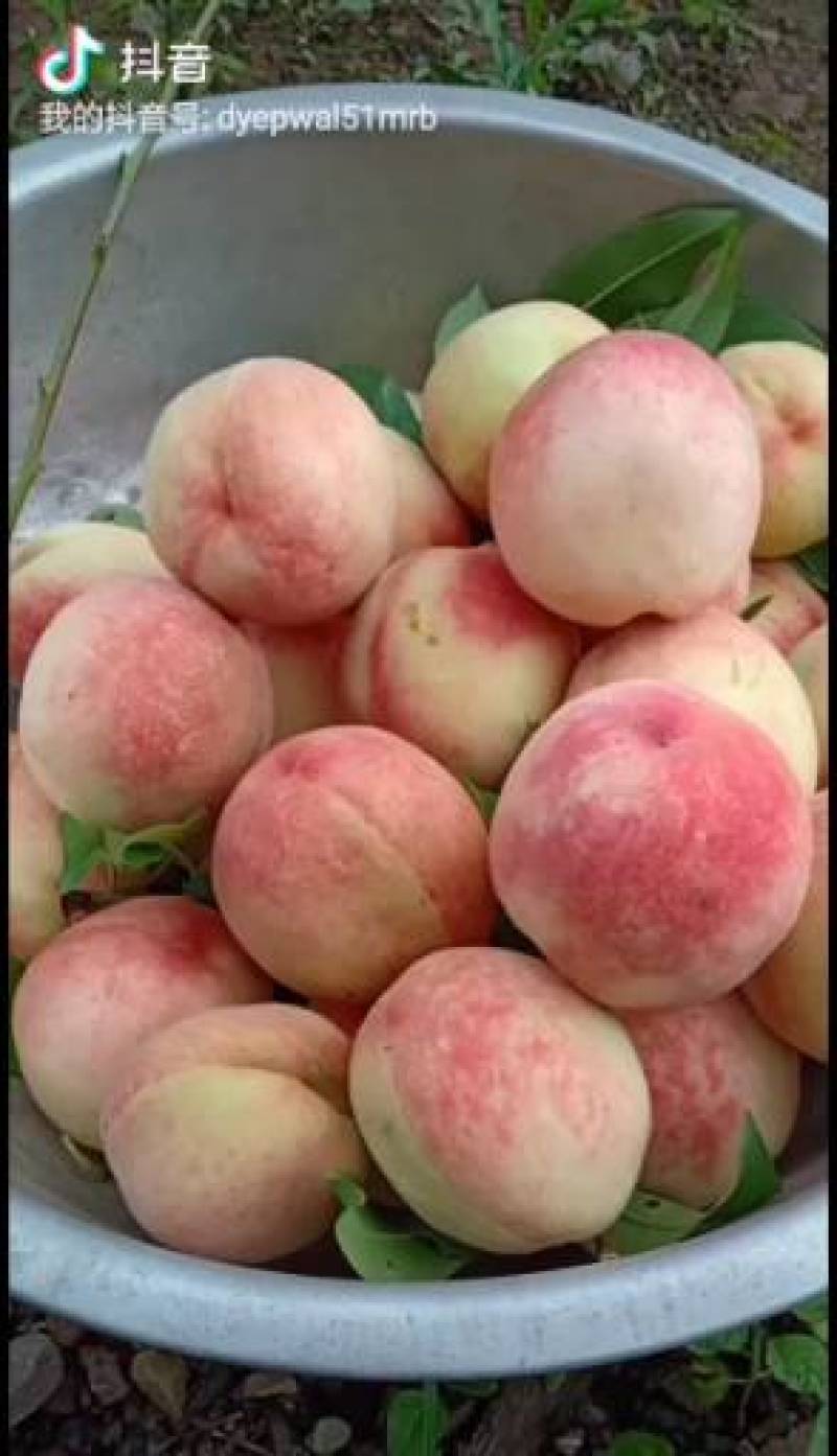 桃树苗，太白脆甜桃，(美脆桃)美观大方，含糖量高，纯甜。