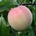 桃树苗，太白脆甜桃，(红不软)美观大方，含糖量高，纯甜。