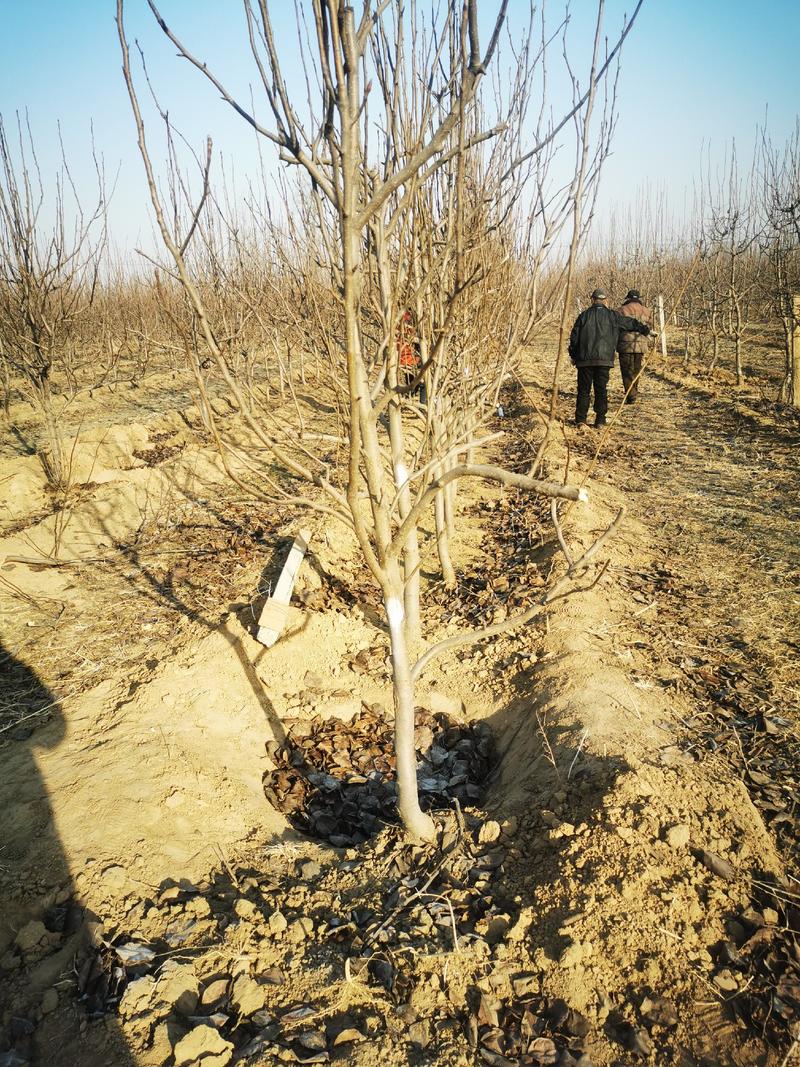 绿化苗木各种水果苗木绿化苗木自家苗圃物美价廉