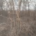 红梅，绿梅，黄梅，早凝香即白梅