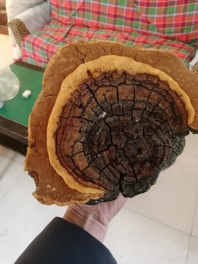 野生桑黄，产地直销