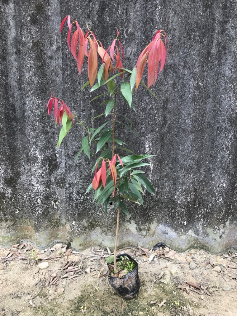 铁力木
