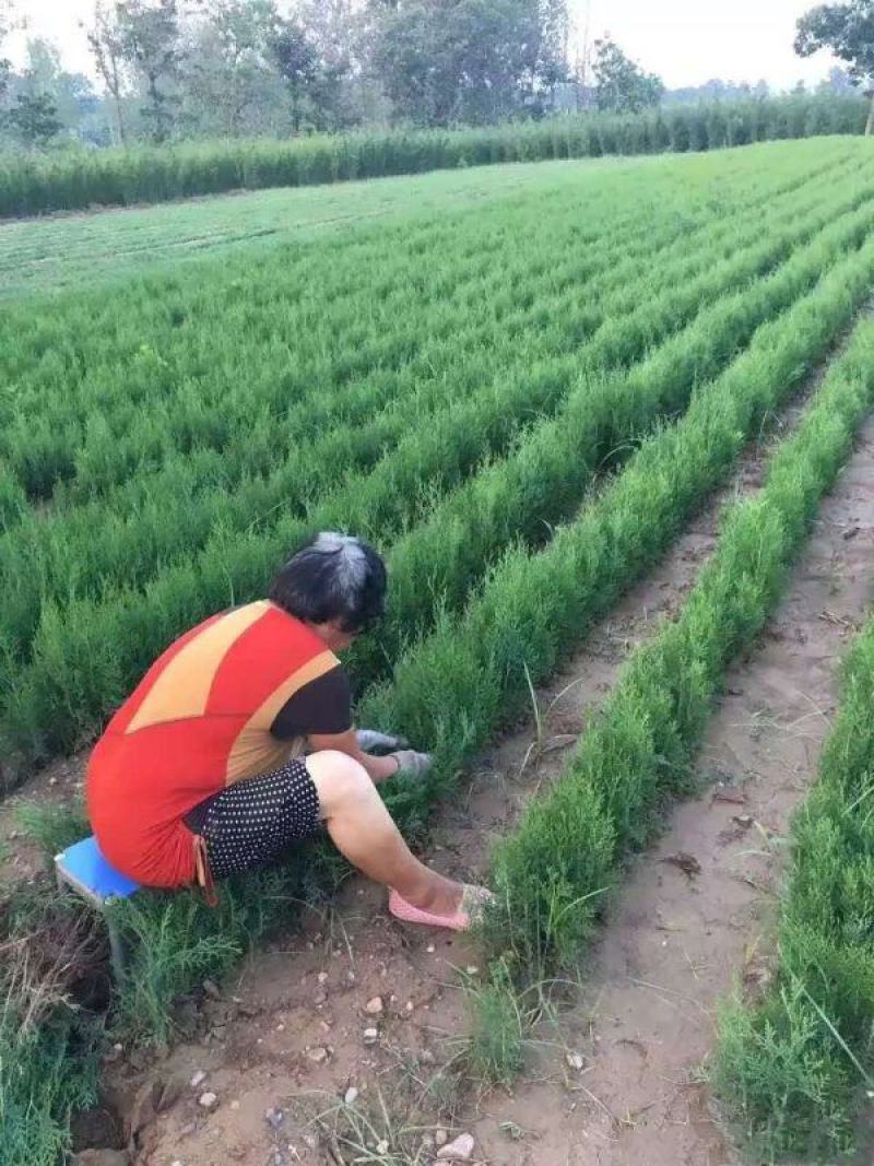 侧柏基地大量销售中经营各种绿化苗木品种齐全生长旺盛姿态