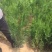 侧柏基地大量销售中经营各种绿化苗木品种齐全生长旺盛姿态