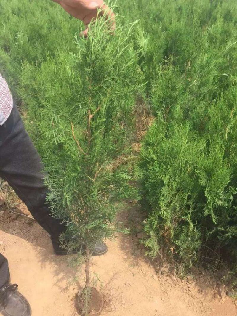 侧柏基地大量销售中经营各种绿化苗木品种齐全生长旺盛姿态