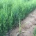 侧柏基地大量销售中经营各种绿化苗木品种齐全生长旺盛姿态