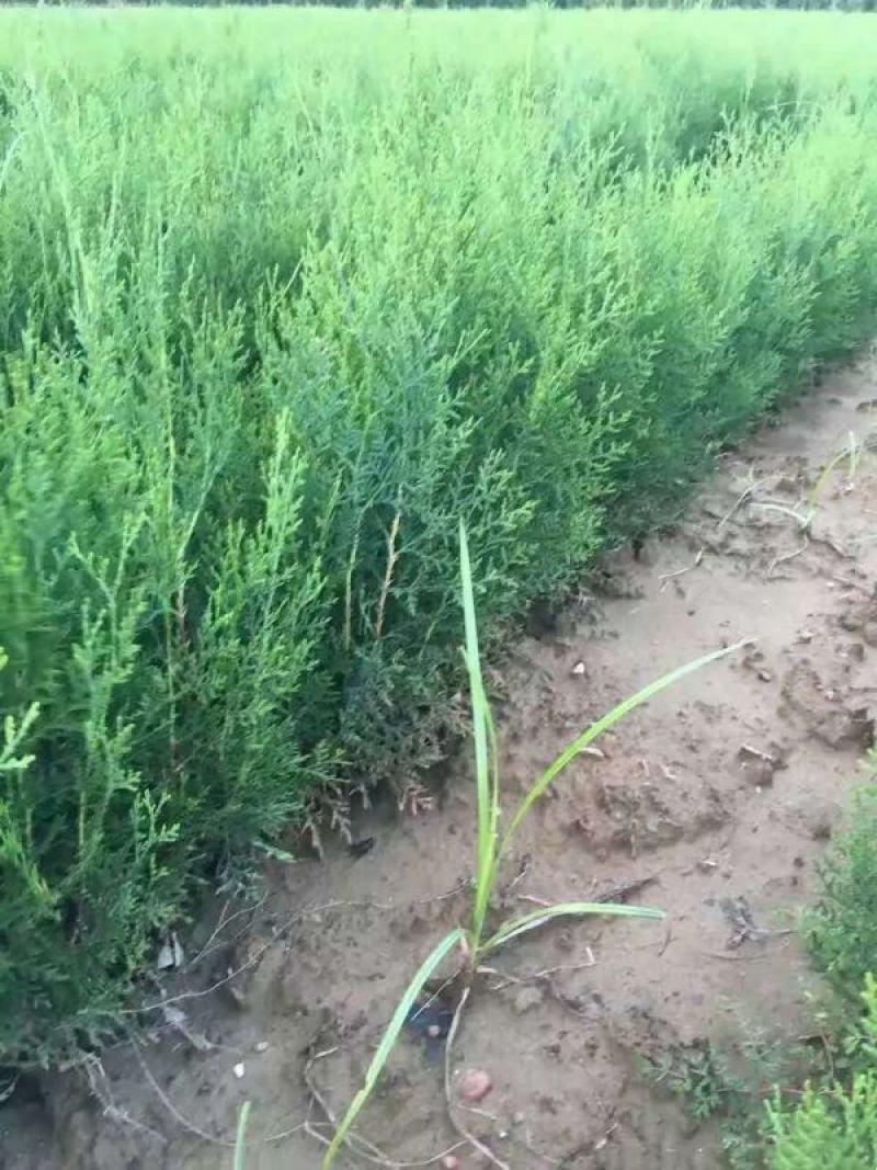 侧柏基地大量销售中经营各种绿化苗木品种齐全生长旺盛姿态