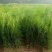 侧柏基地大量销售中经营各种绿化苗木品种齐全生长旺盛姿态