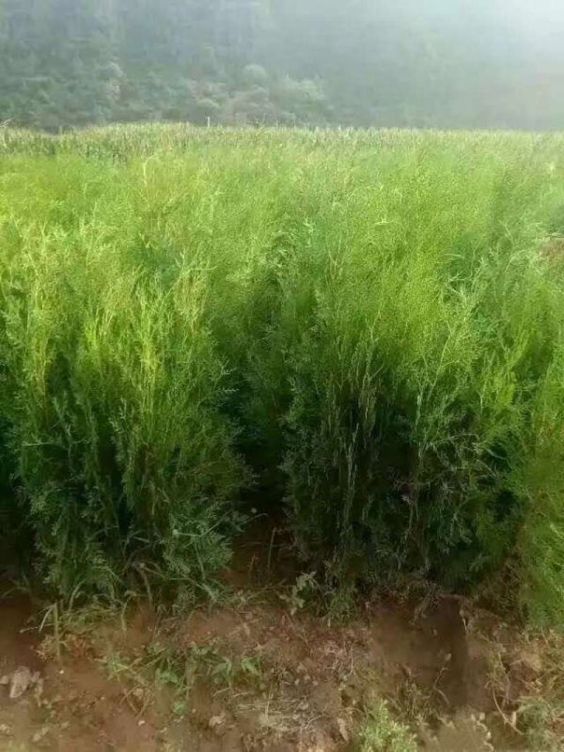 侧柏基地大量销售中经营各种绿化苗木品种齐全生长旺盛姿态