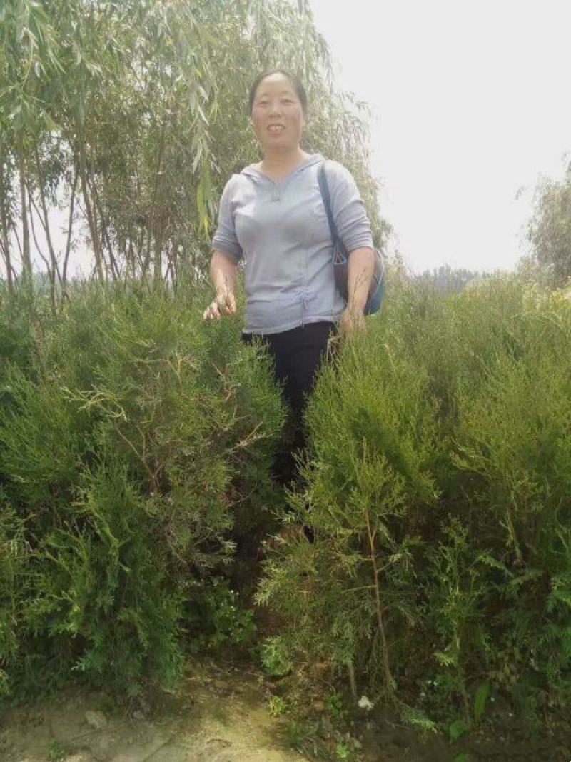 侧柏基地大量销售中经营各种绿化苗木品种齐全生长旺盛姿态