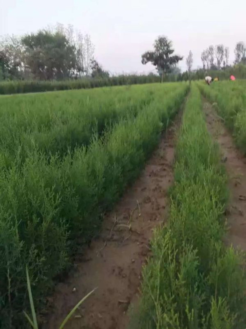 侧柏基地大量销售中经营各种绿化苗木品种齐全生长旺盛姿态